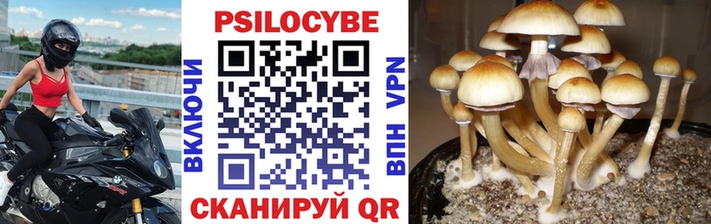 цены   Верея  Галлюциногенные грибы Psilocybe 